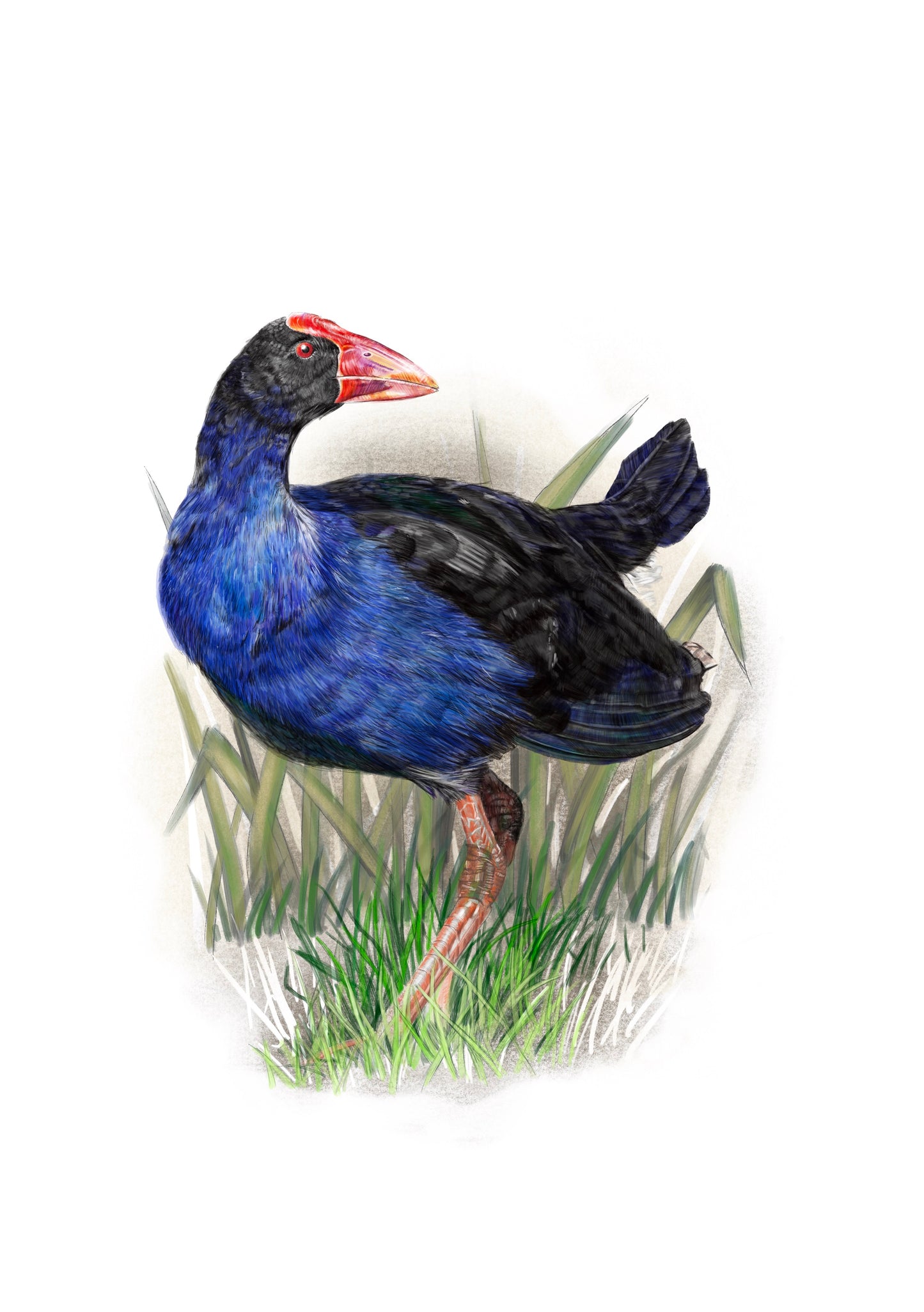 Pukeko