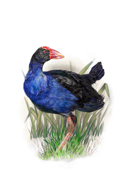 Pukeko